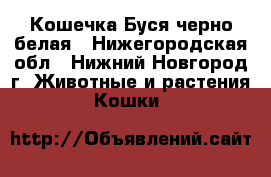 Кошечка Буся черно-белая - Нижегородская обл., Нижний Новгород г. Животные и растения » Кошки   